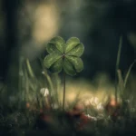 Trèfle à quatre feuilles thumbnail