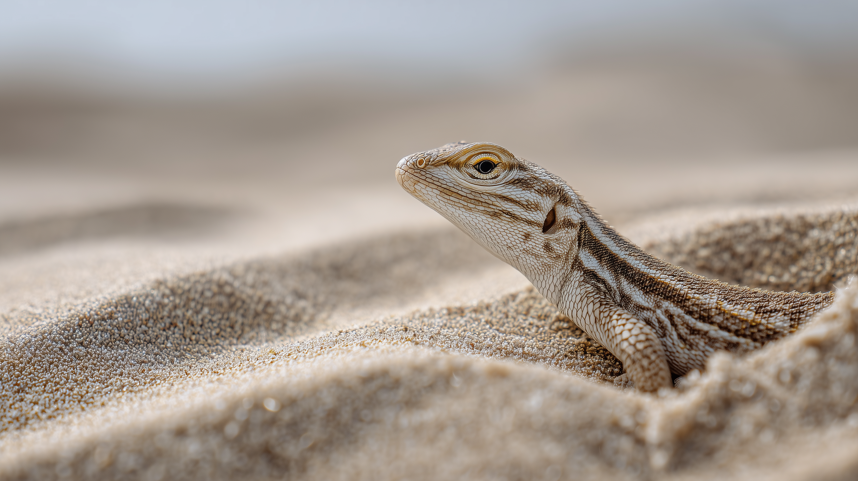 fond d'écran Désert 2560x1600 téléchargement gratuit