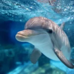 Dauphin thumbnail