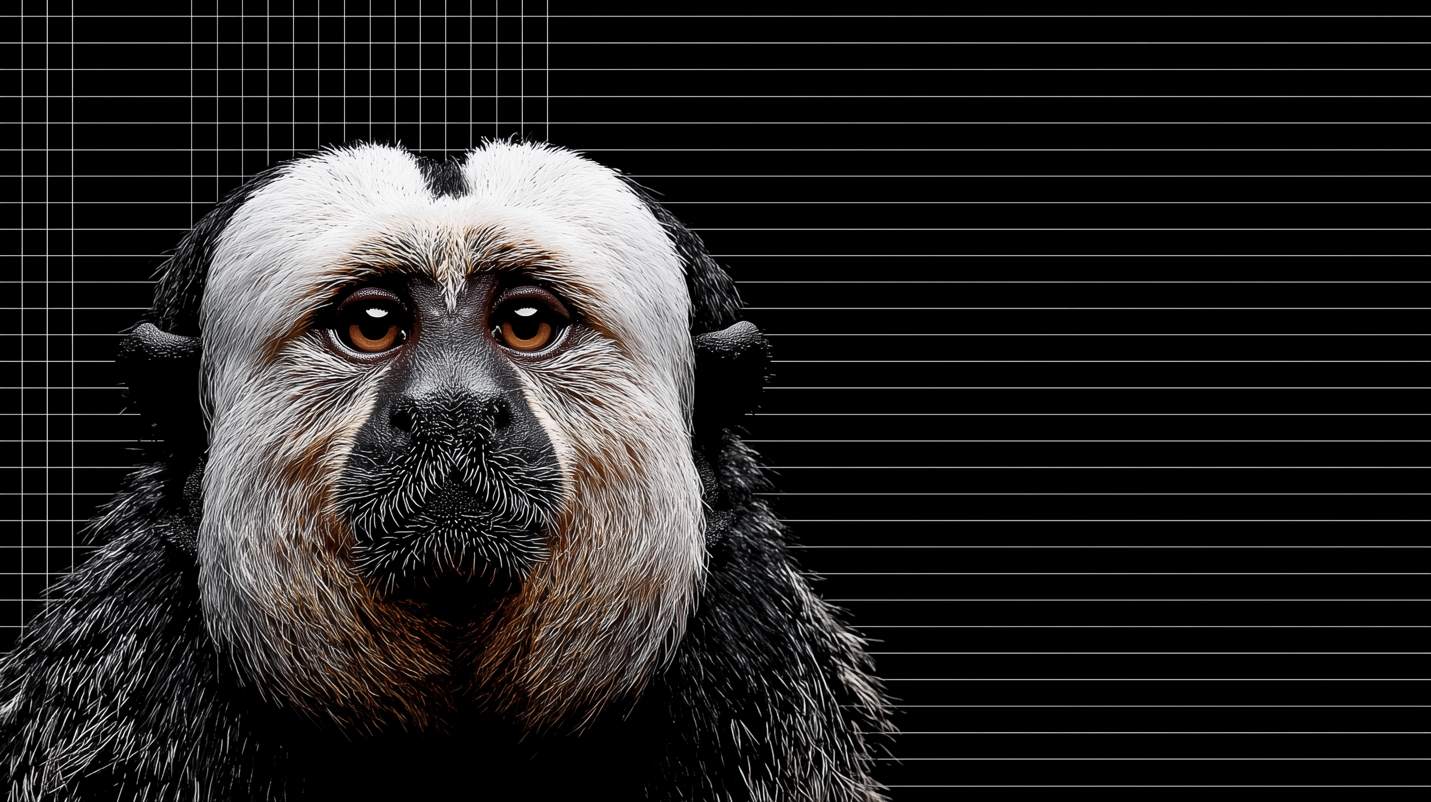 fond d'écran Singe 1920x1080 gratuit téléchargement gratuit
