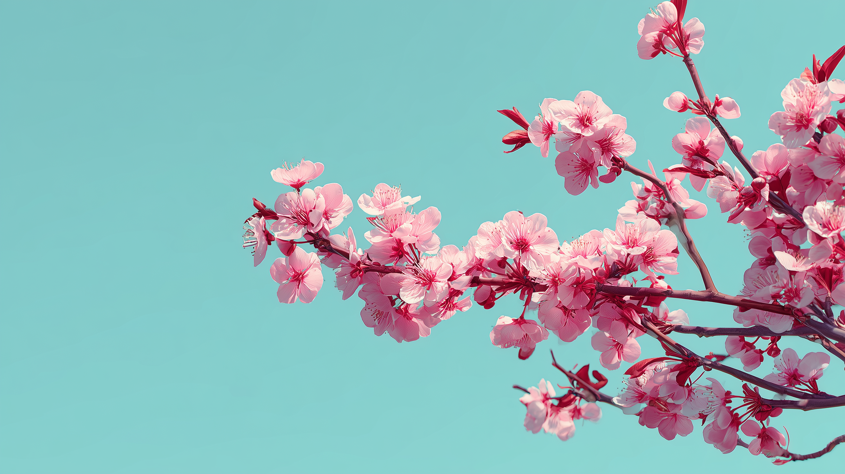 windows fond d'écran Fleur de cerisier téléchargement gratuit