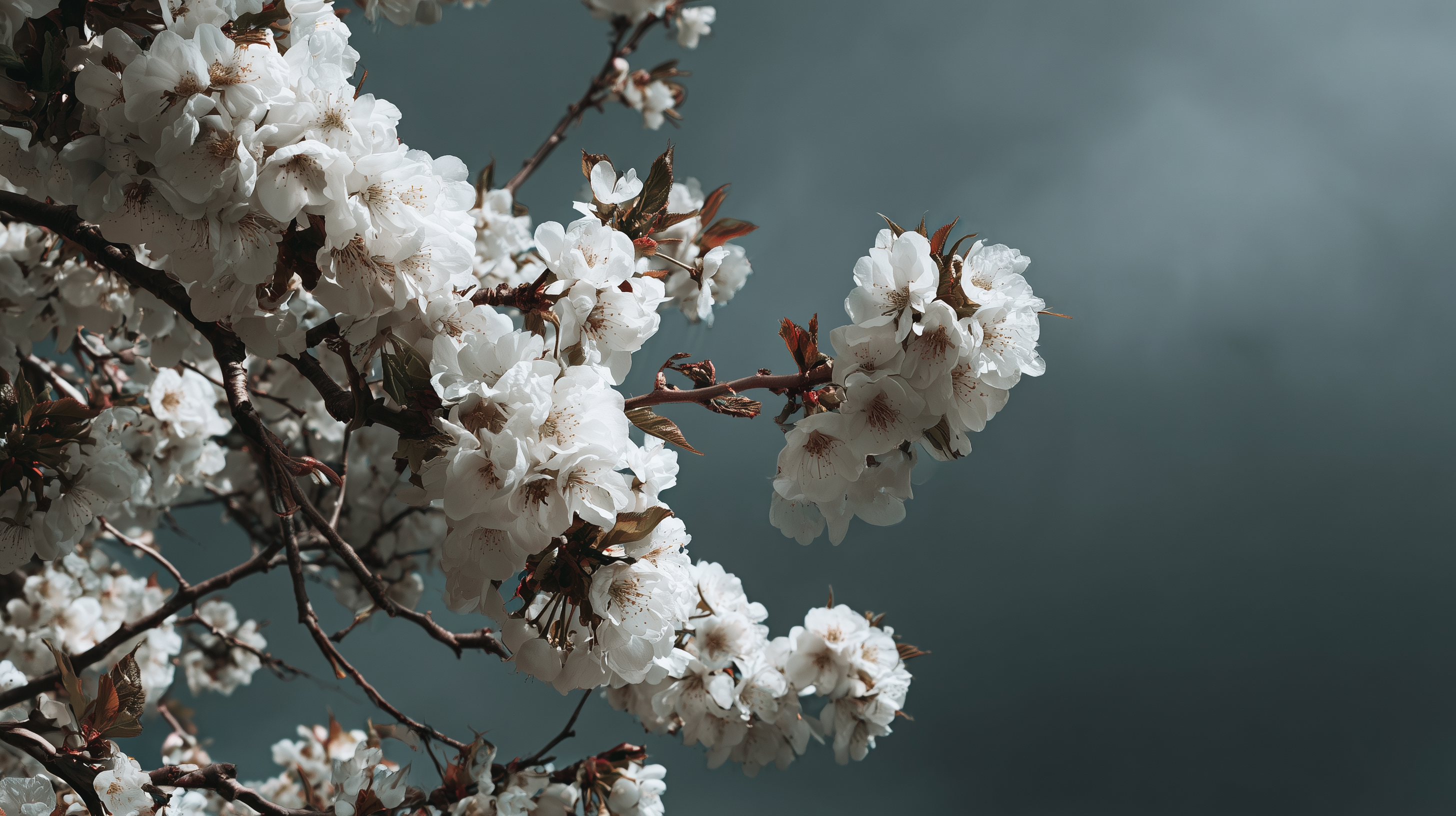 fond d'écran Fleur de cerisier 5120x2880 téléchargement gratuit