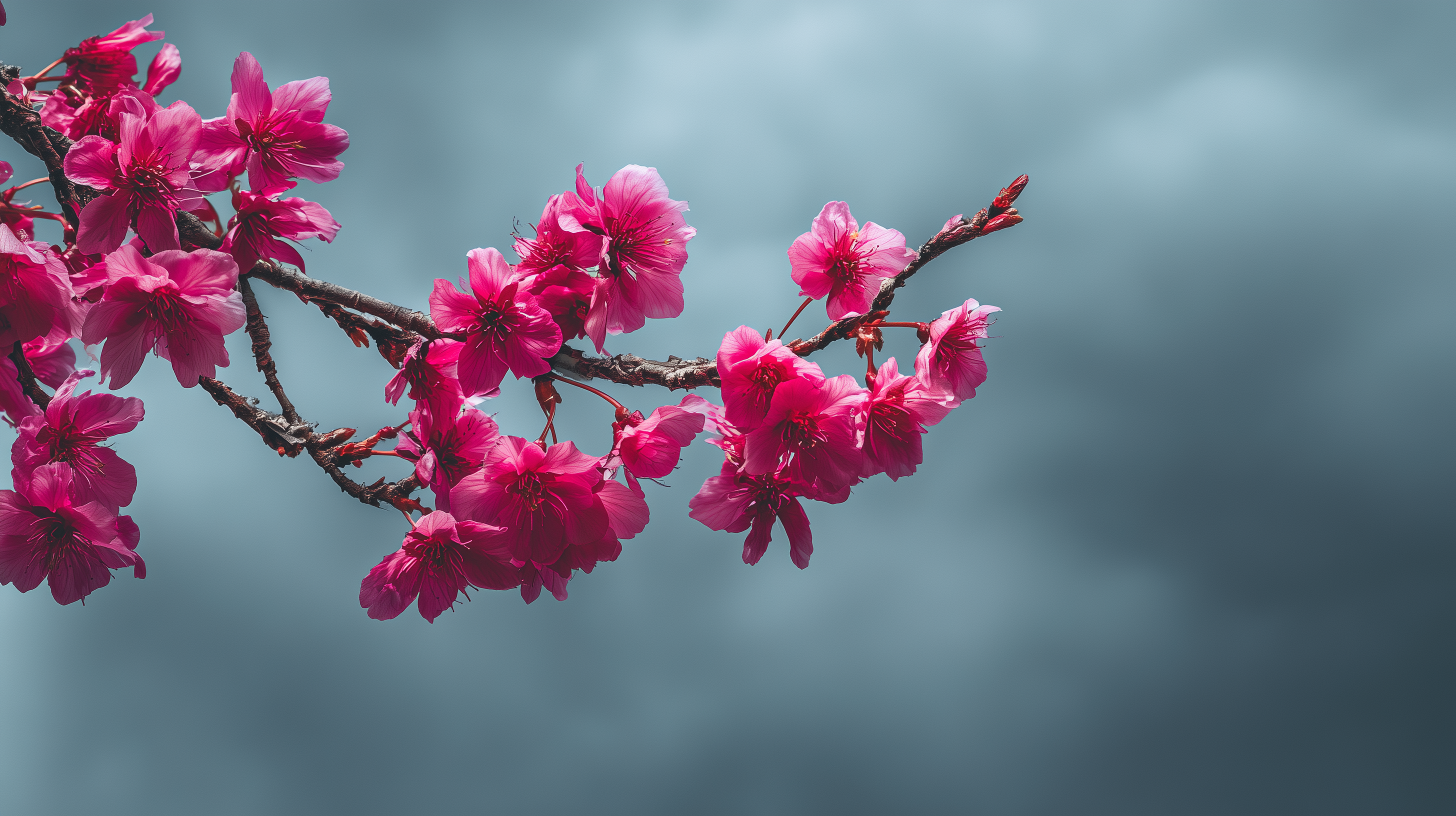 fond d'écran Fleur de cerisier windows 11 téléchargement gratuit