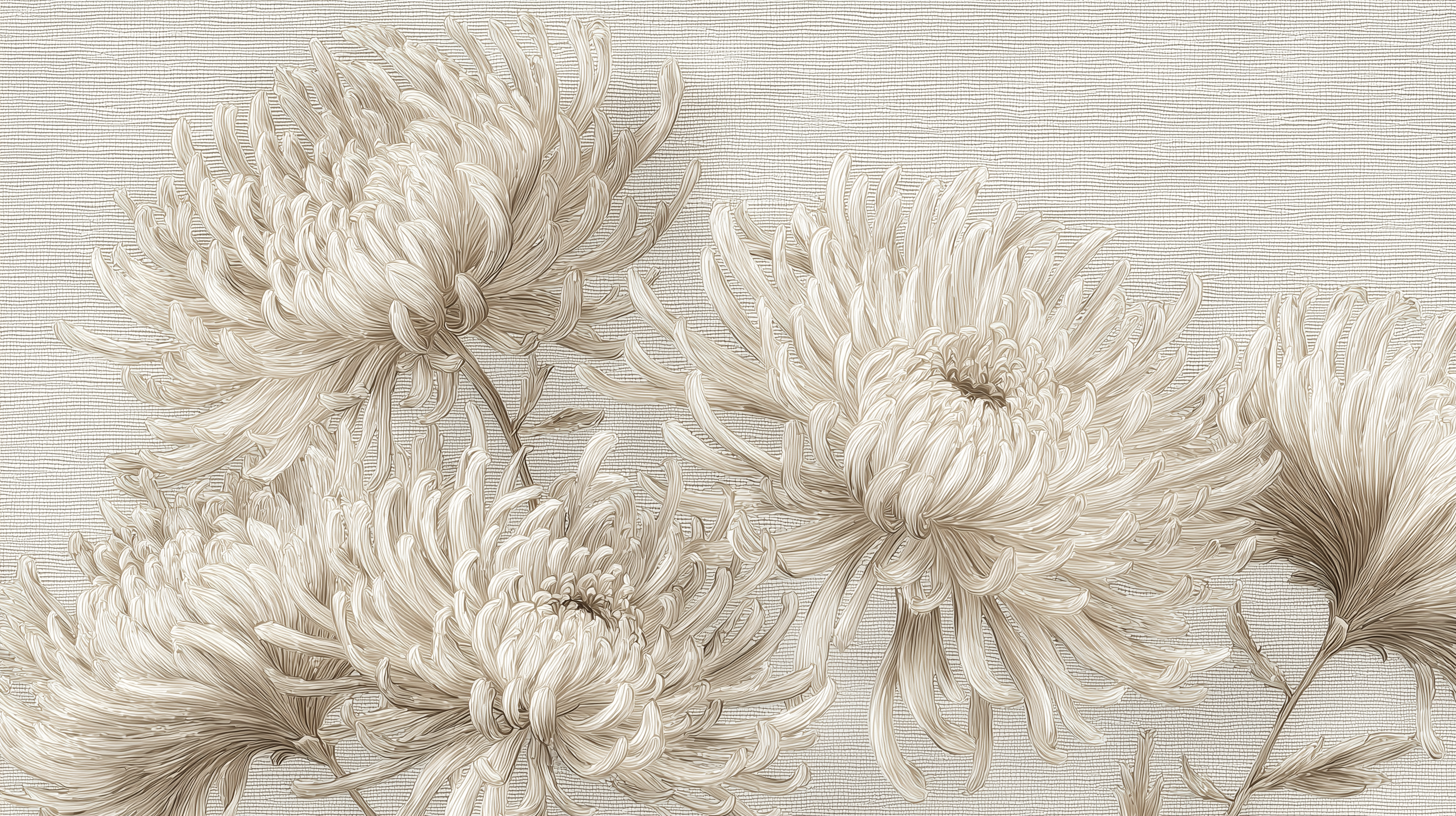 fond d'écran Chrysanthemum 4k windows 10 téléchargement gratuit