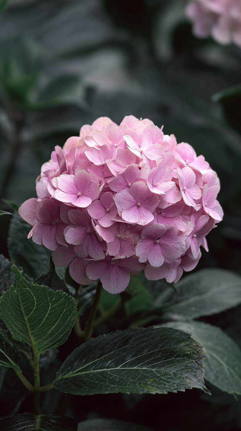 fond d'écran Hortensias android télécharger gratuit