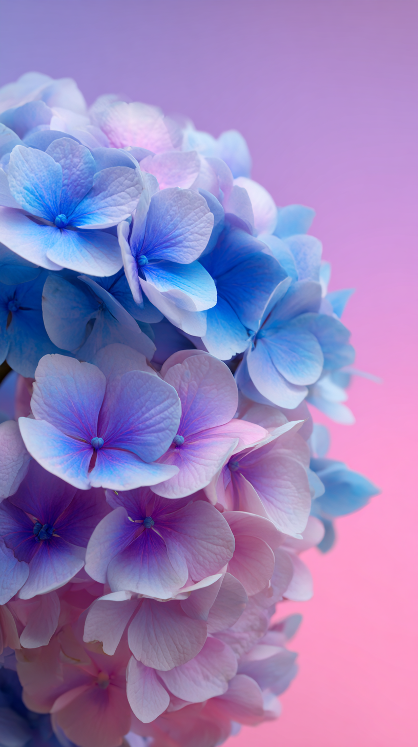 fond d'écran Hortensias xiaomi télécharger gratuit