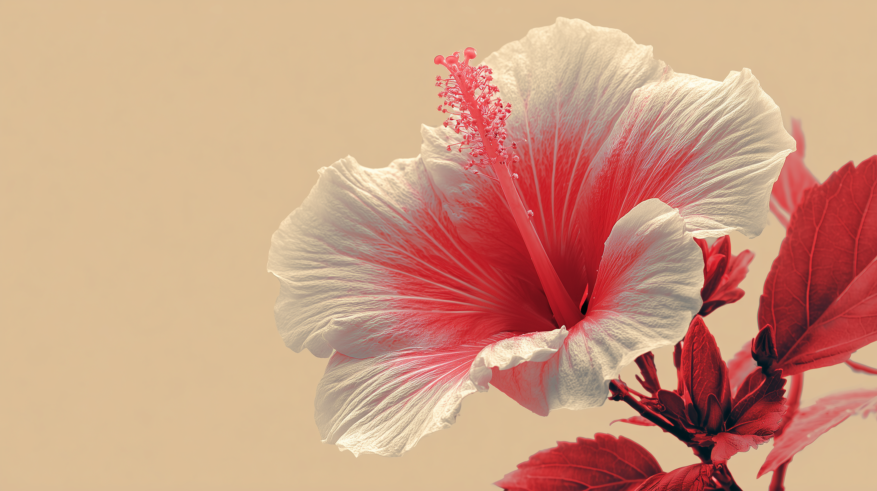 fond d'écran Hibiscus dell 4k téléchargement gratuit