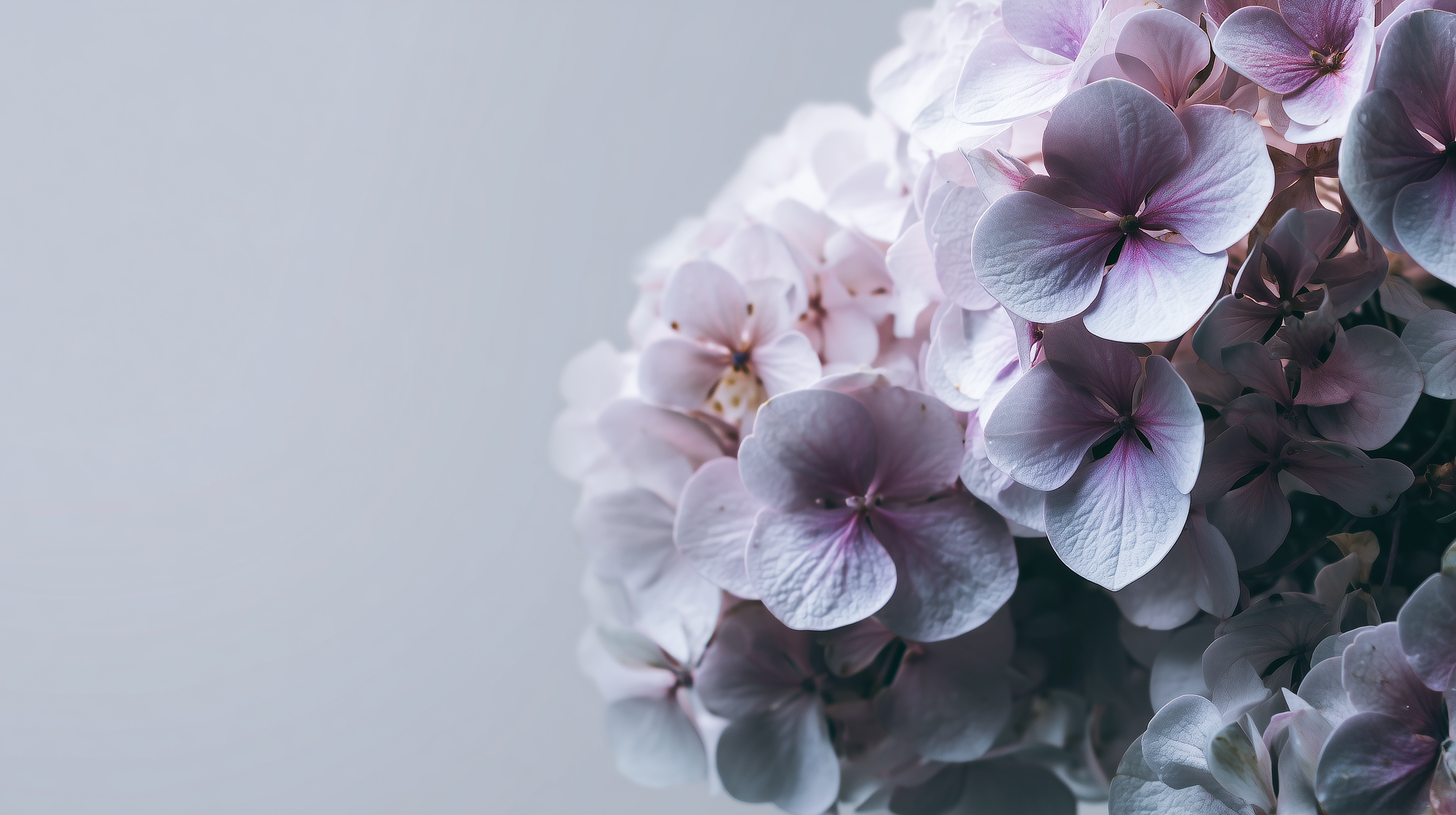 fond d'écran Hortensias 2560x1600 téléchargement gratuit