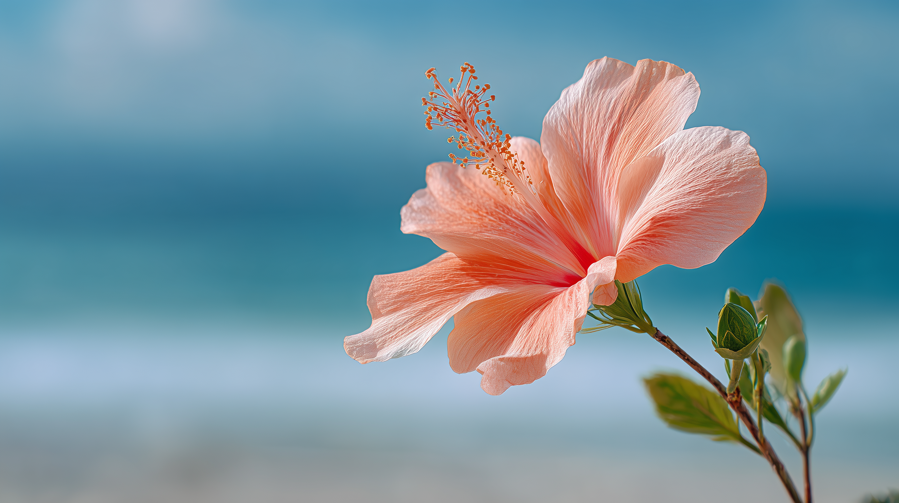 fond d'écran Hibiscus pc 3440x1440 téléchargement gratuit
