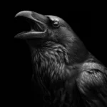 Corbeau thumbnail