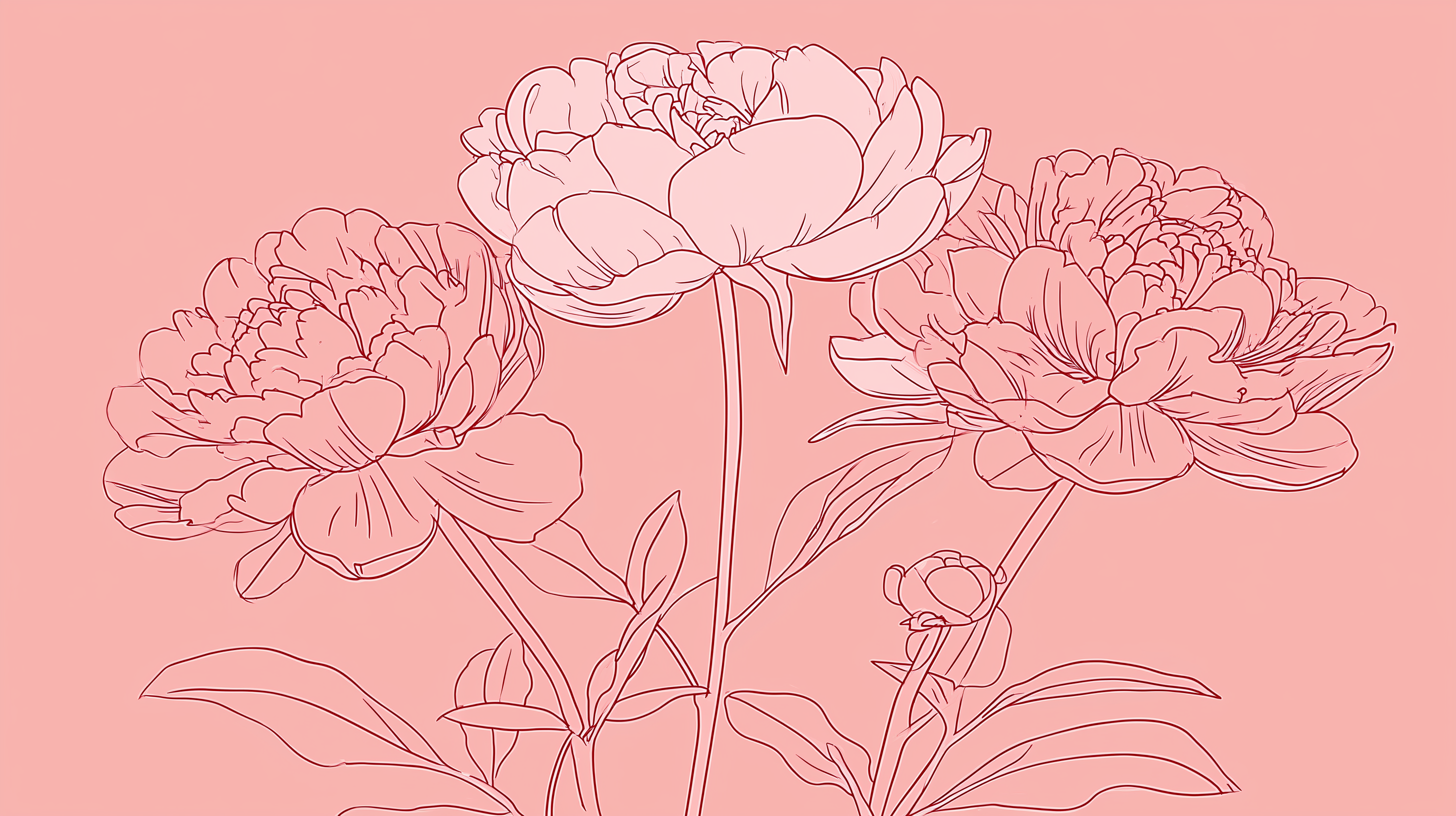 fond d'écran Pivoines pc 1920x1080 téléchargement gratuit