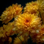 Chrysanthème thumbnail