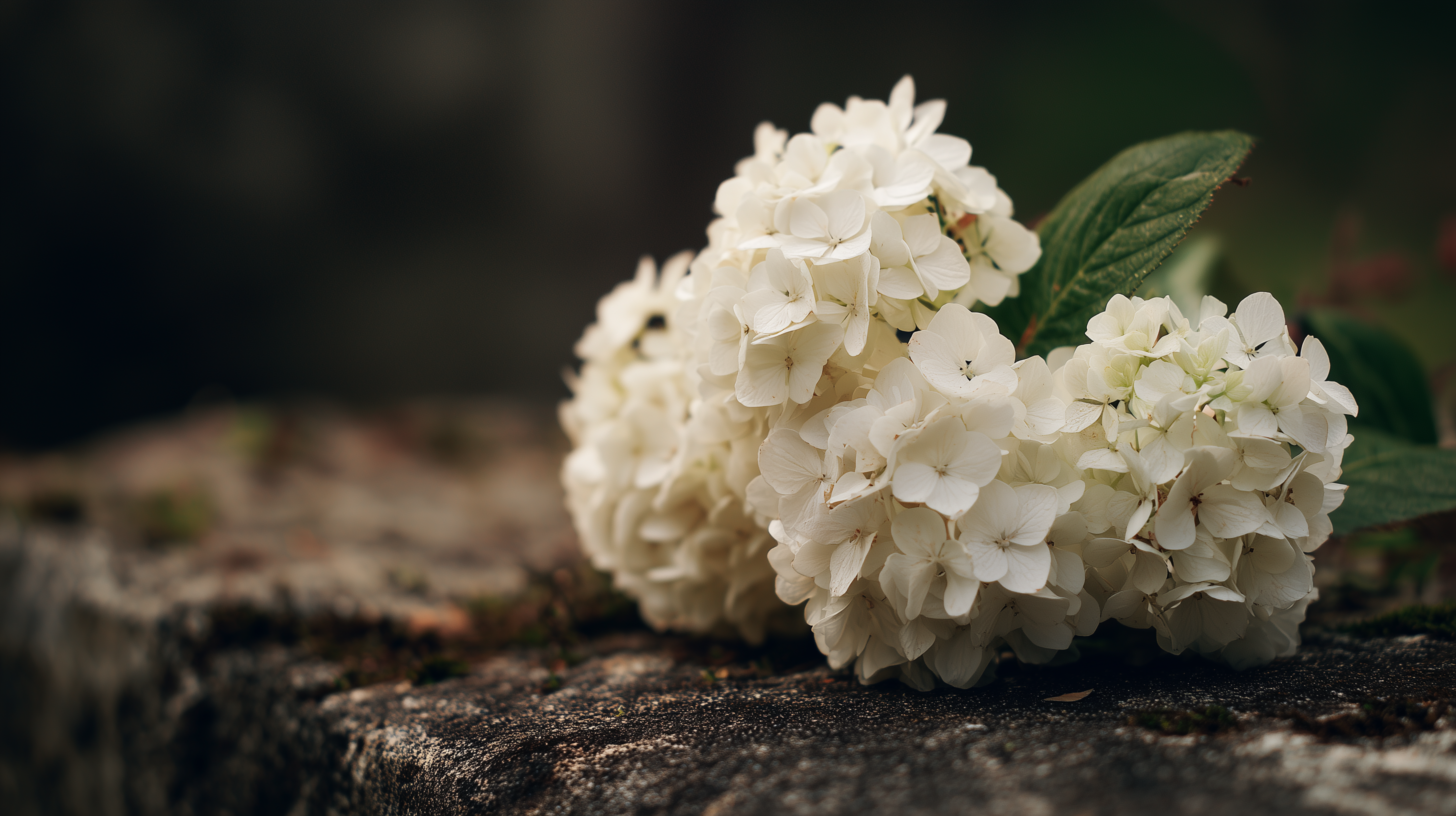 fond d'écran Hortensias 2560x1080 téléchargement gratuit