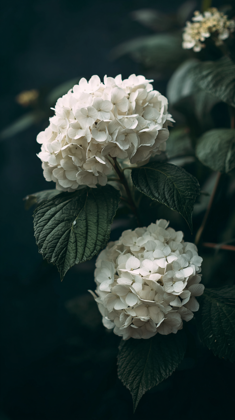 fond d'écran Hortensias téléphone Nokia gratuit