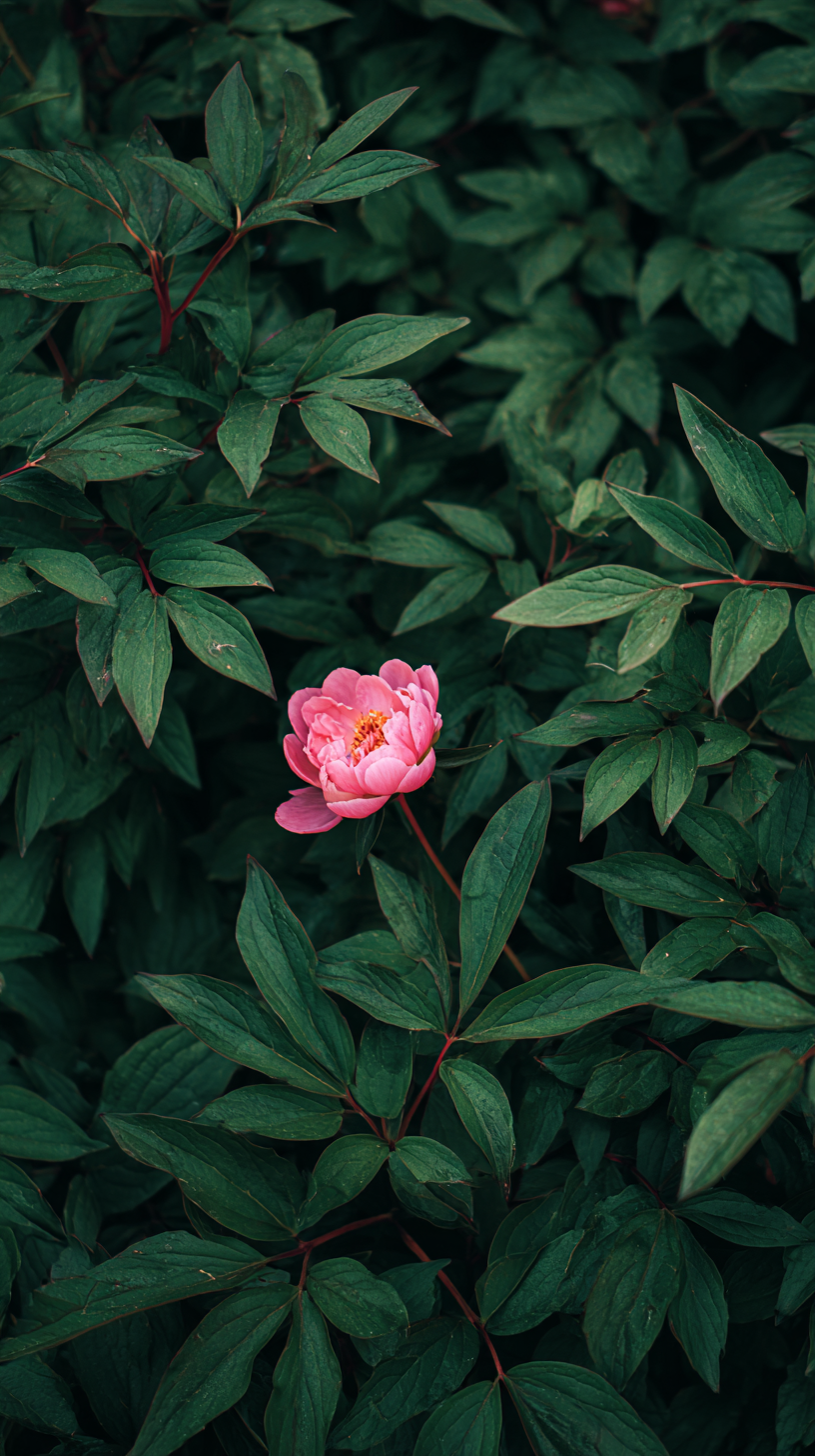 fond d'écran Pivoines téléphone 4k gratuit