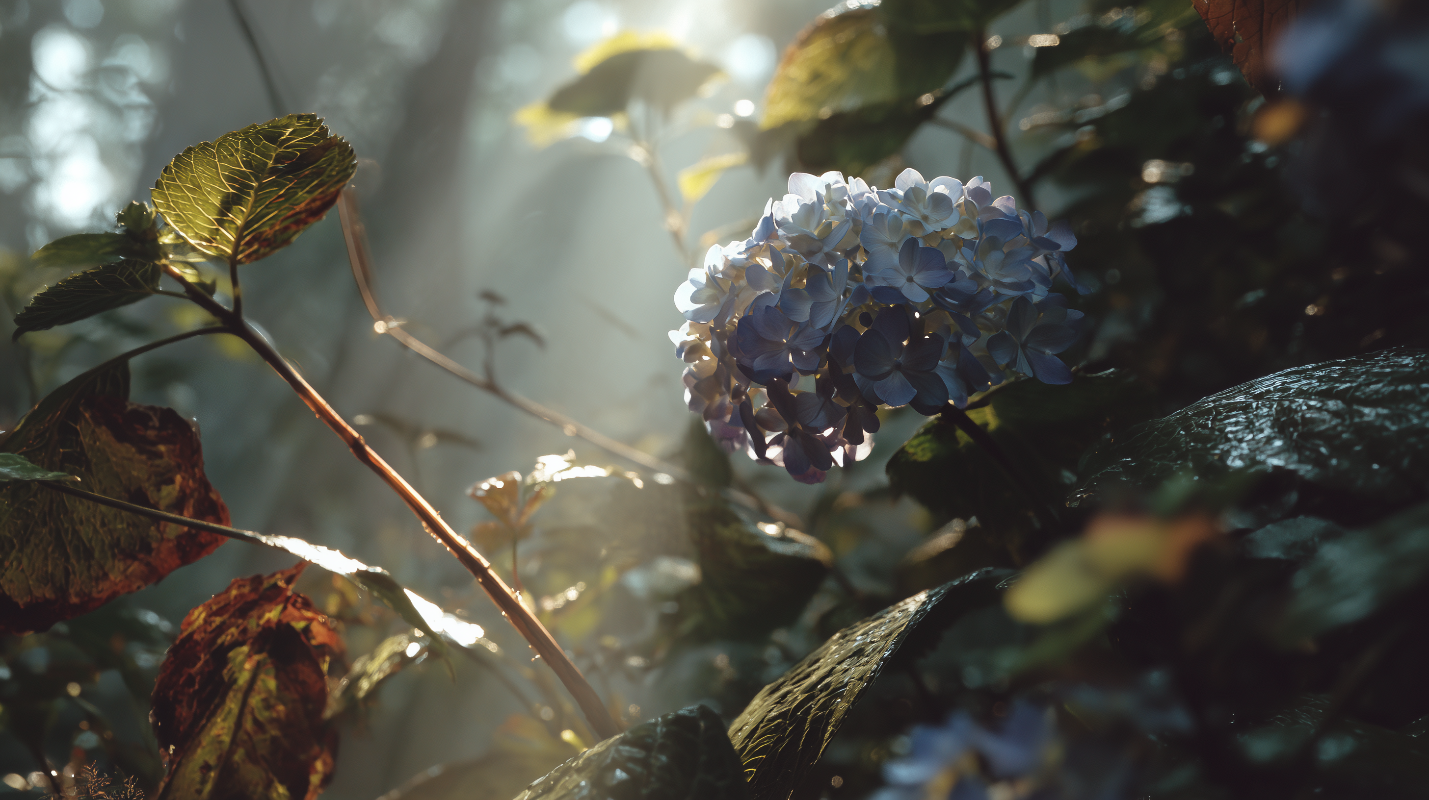 fond d'écran Hortensias pc windows 10 téléchargement gratuit