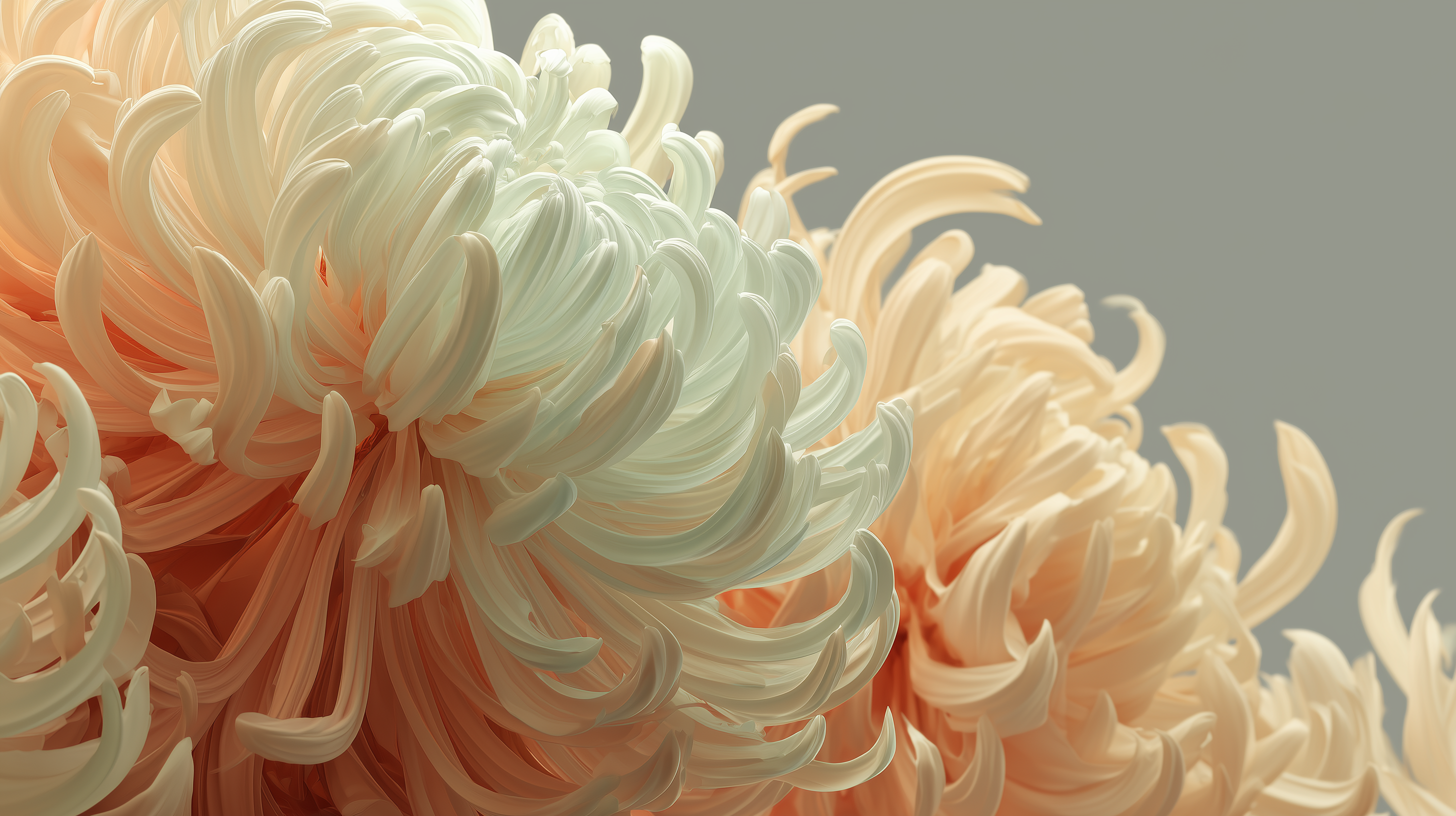 fond d'écran Chrysanthemum windows 10 1920x1080 téléchargement gratuit