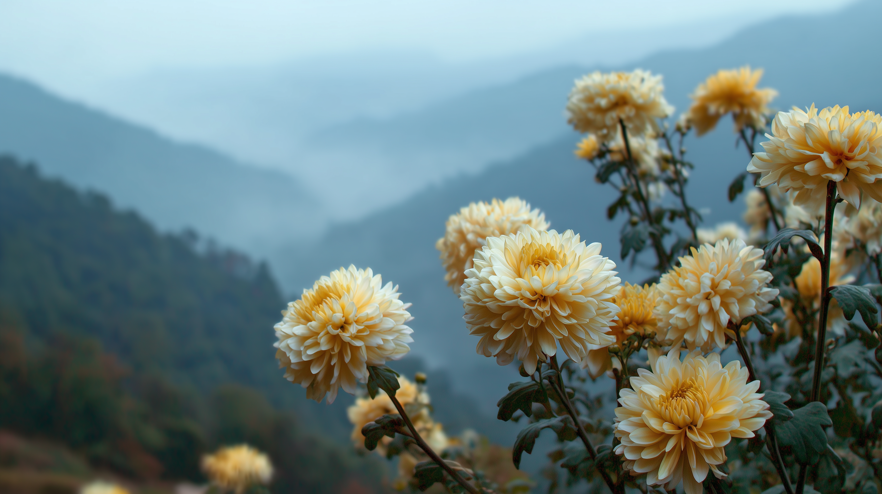 fond d'écran Chrysanthemum 8k pc téléchargement gratuit