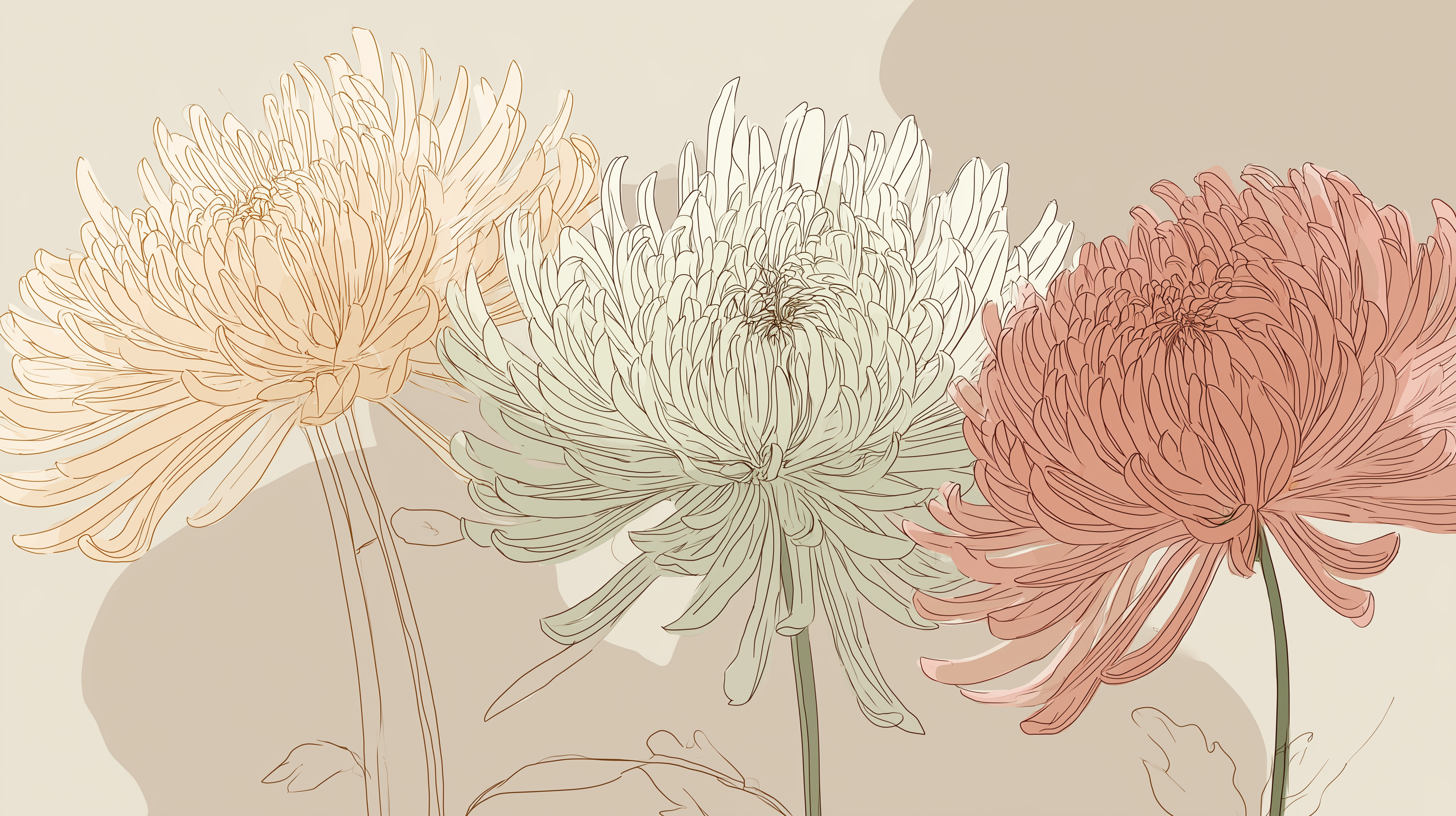 fond d'écran Chrysanthemum hp 4k téléchargement gratuit