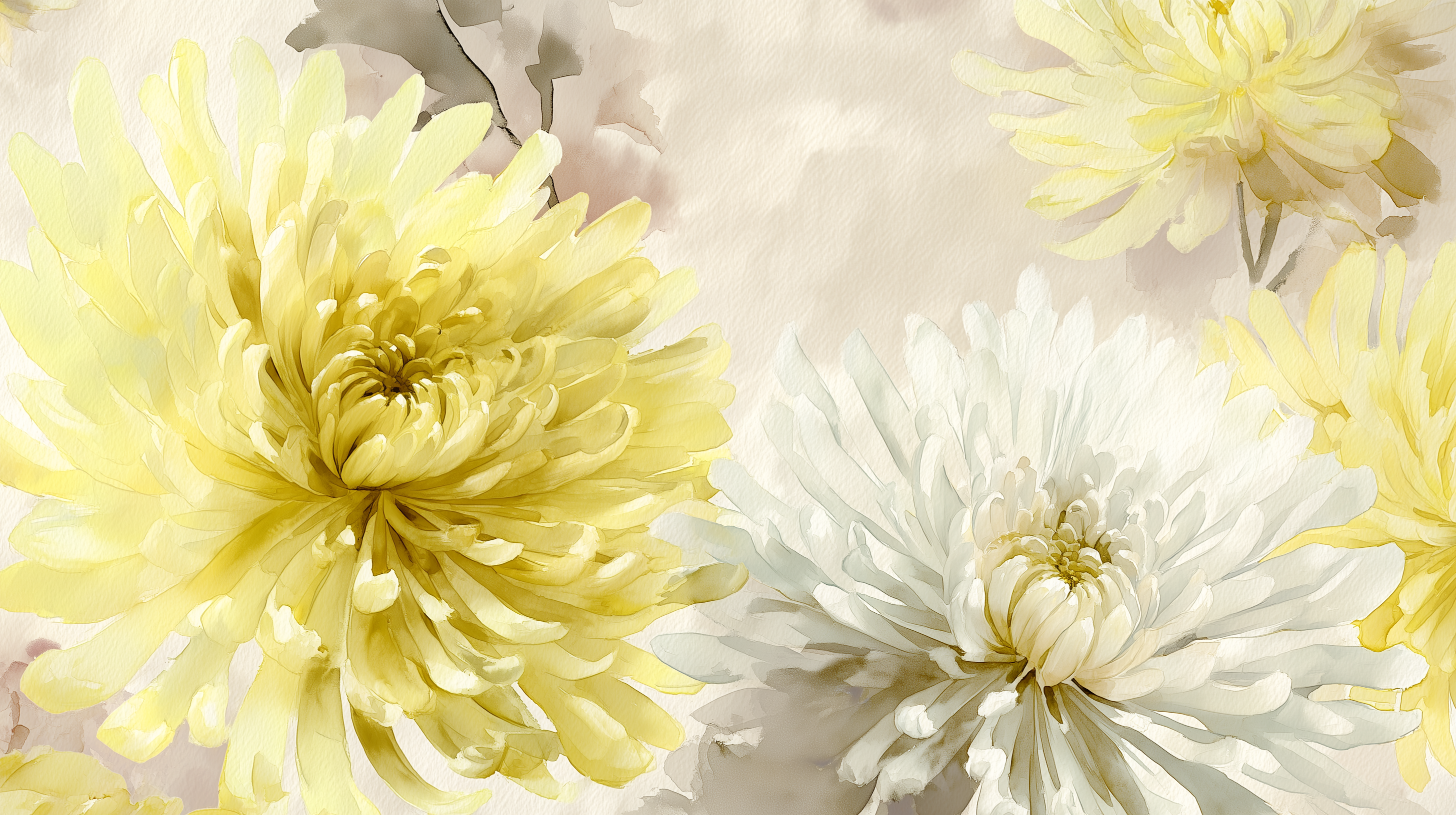 fond d'écran Chrysanthemum 3840x2160 hd téléchargement gratuit