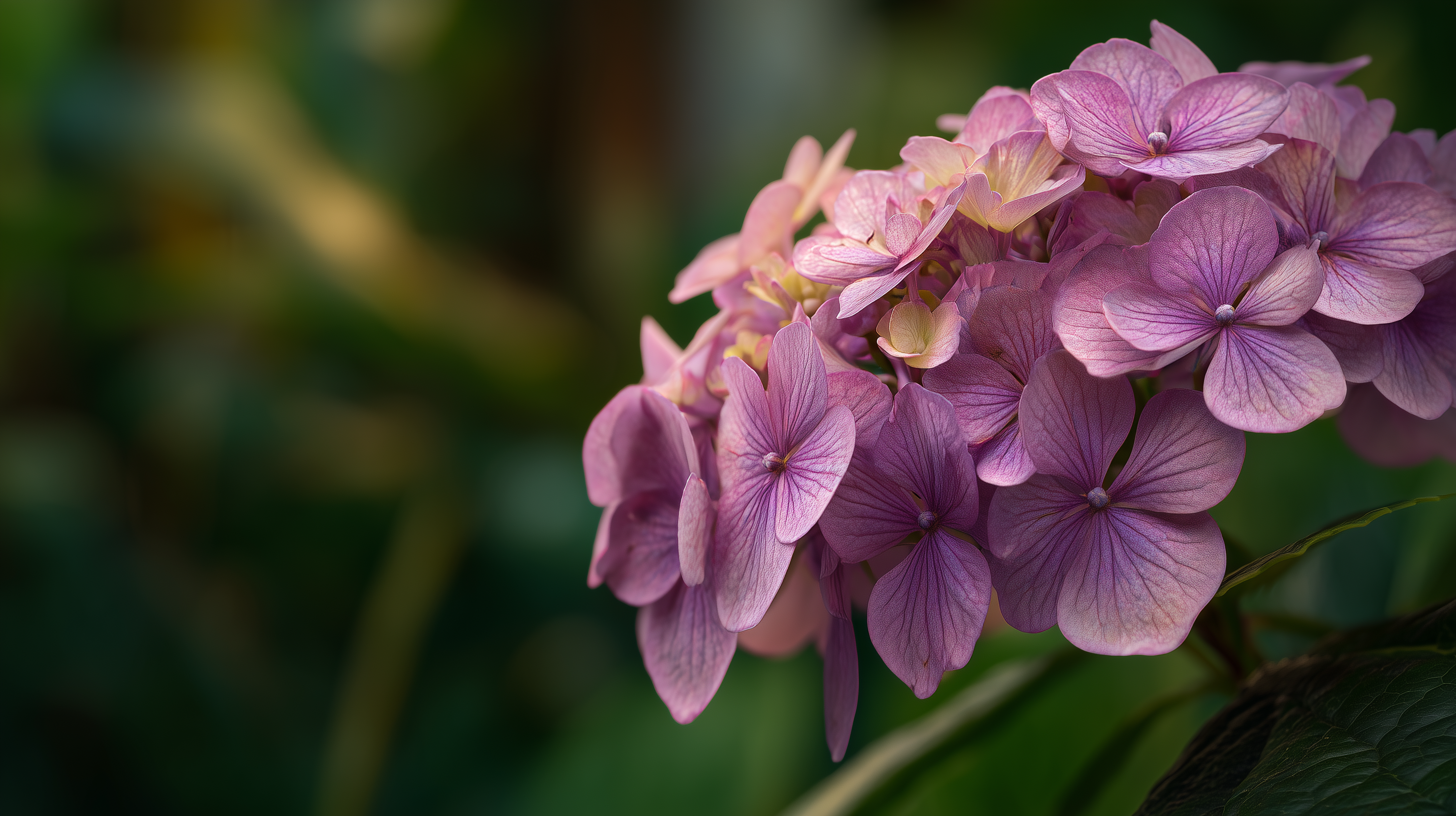 fond d'écran Hortensias windows 11 ultra hd téléchargement gratuit
