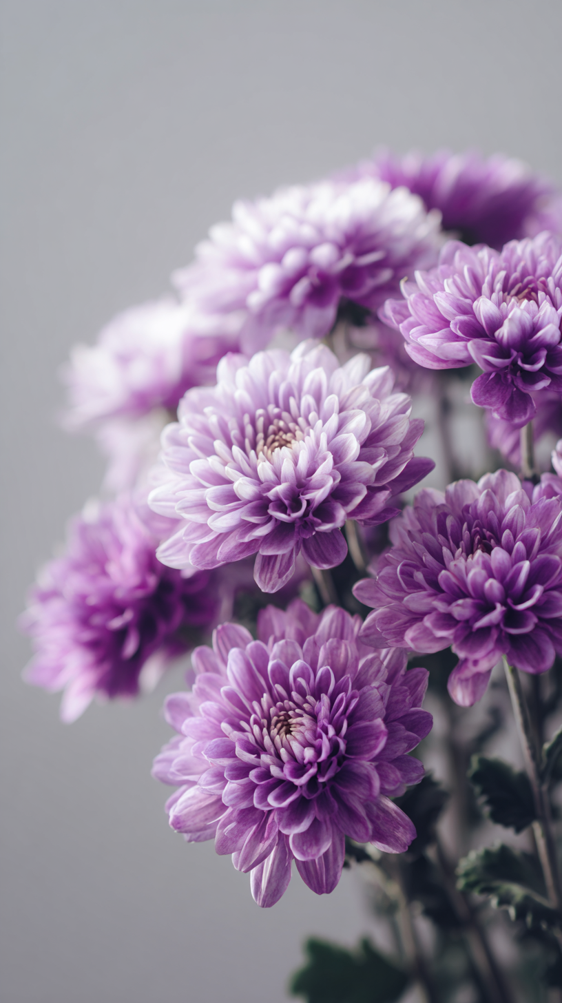 fond d'écran Chrysanthemum pour téléphone gratuit