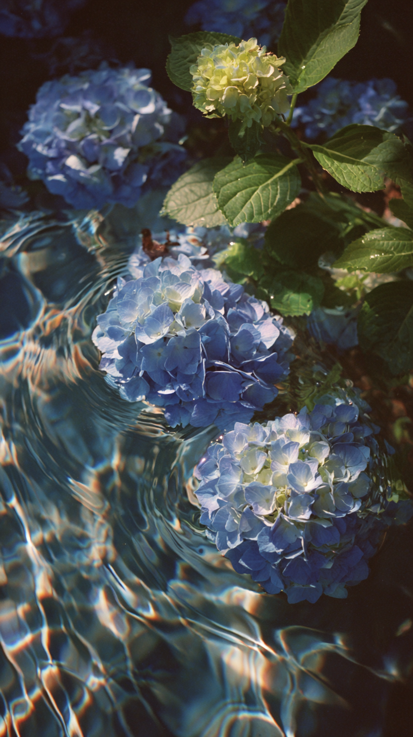 fond d'écran Hortensias iphone 4k télécharger gratuit