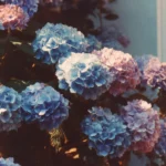 Hortensias thumbnail