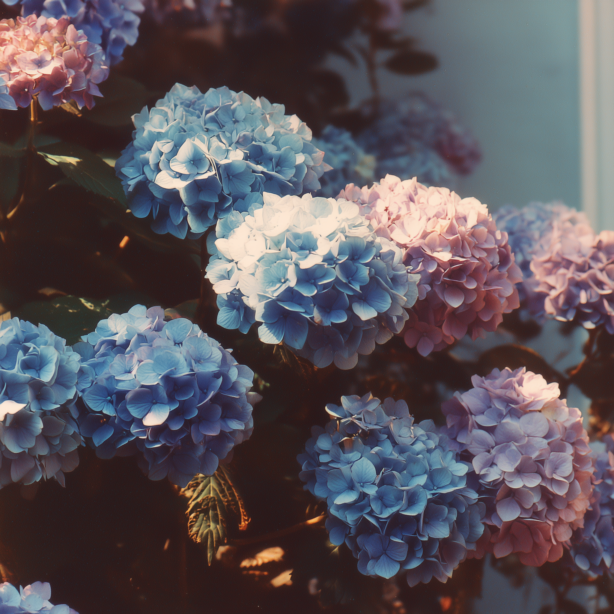 Hortensias thumbnail