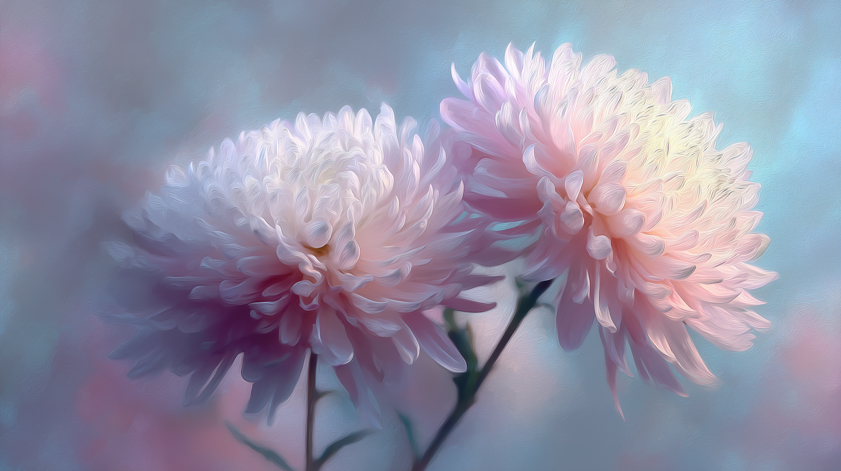 fond d'écran Chrysanthemum personnalisé téléchargement gratuit
