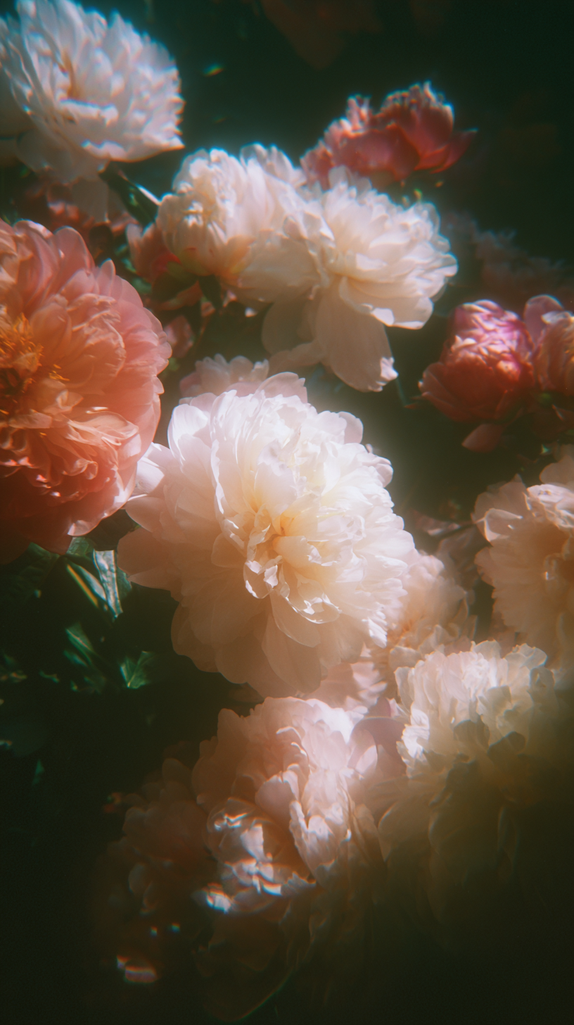 fond d'écran Pivoines iphone 17 pro gratuit