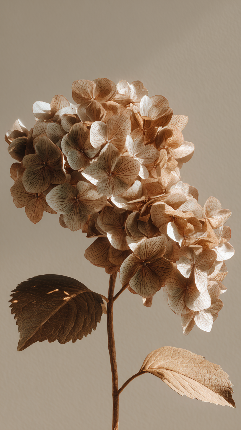 fond d'écran Hortensias iphone x télécharger gratuit