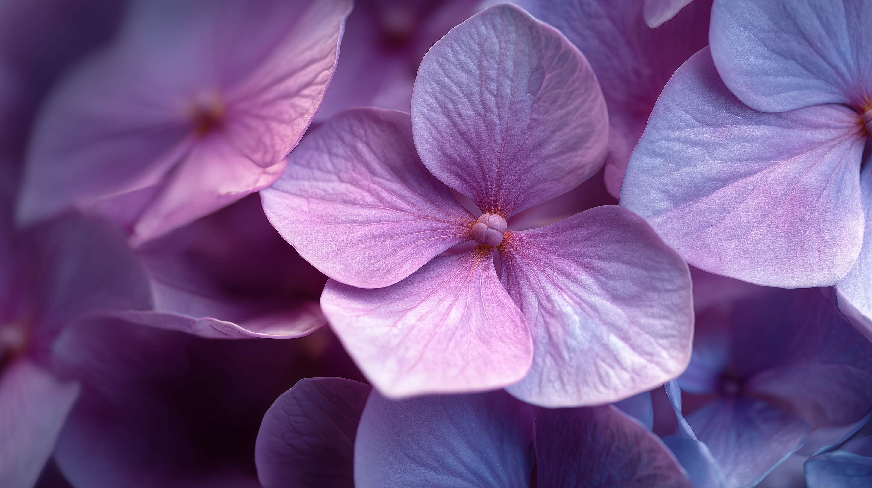 fond d'écran Hortensias mac 4k téléchargement gratuit