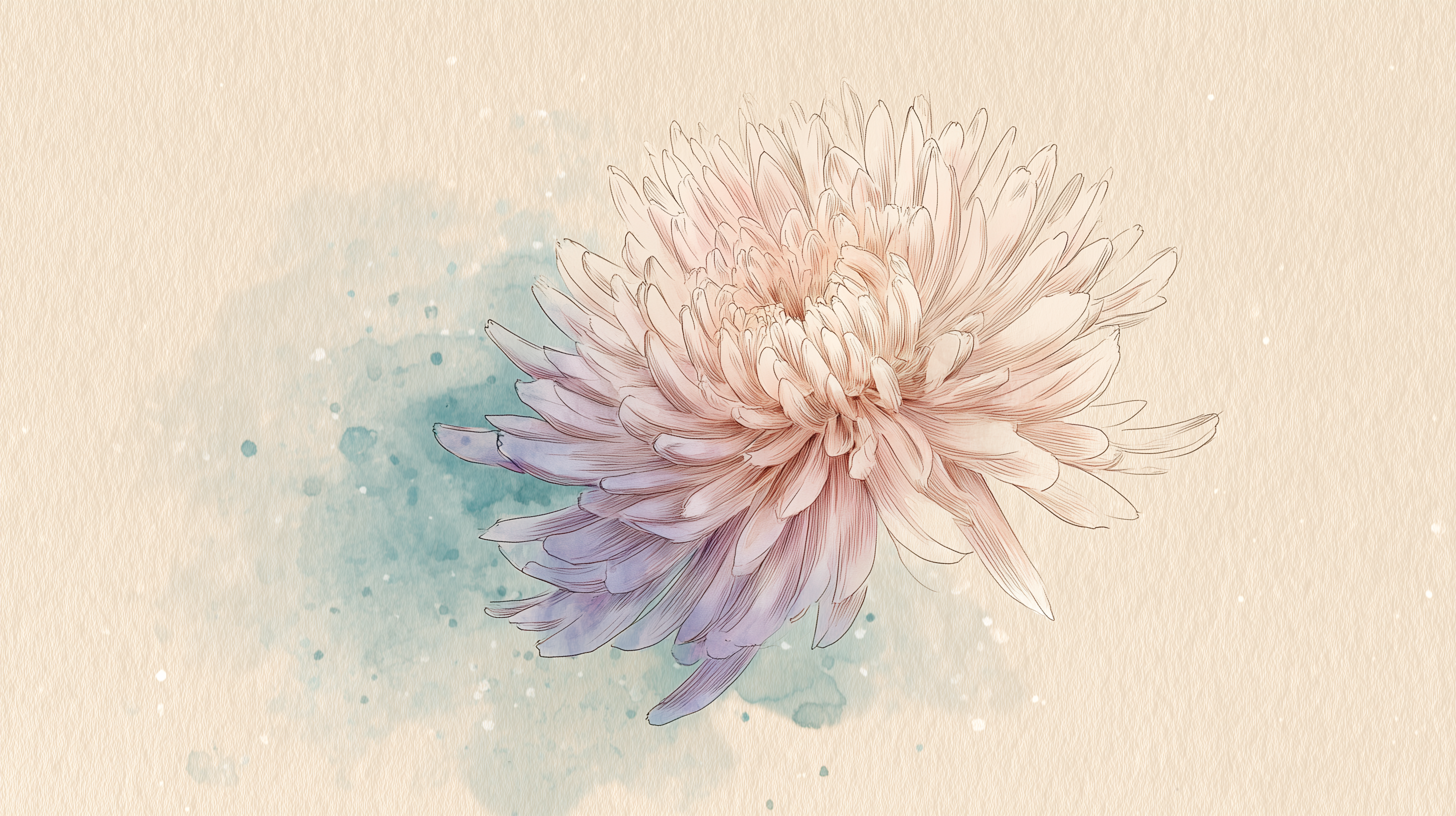 fond d'écran Chrysanthemum windows téléchargement gratuit