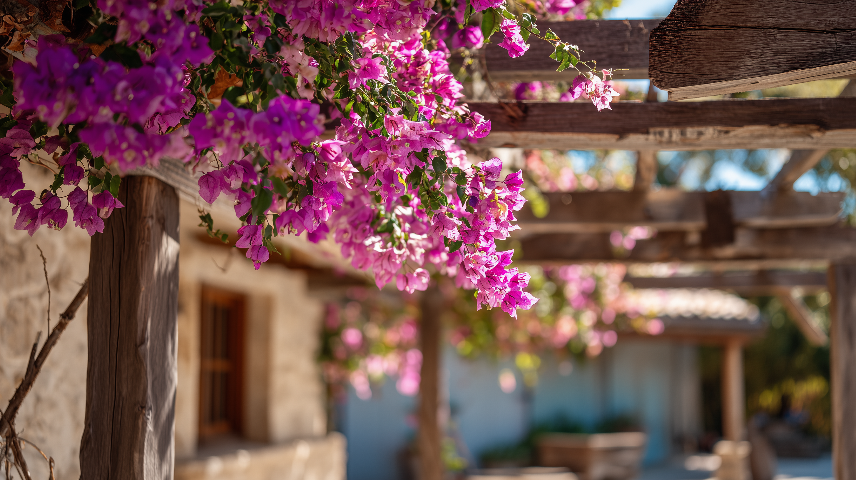 fond d'écran Bougainvillea pc windows 10 téléchargement gratuit