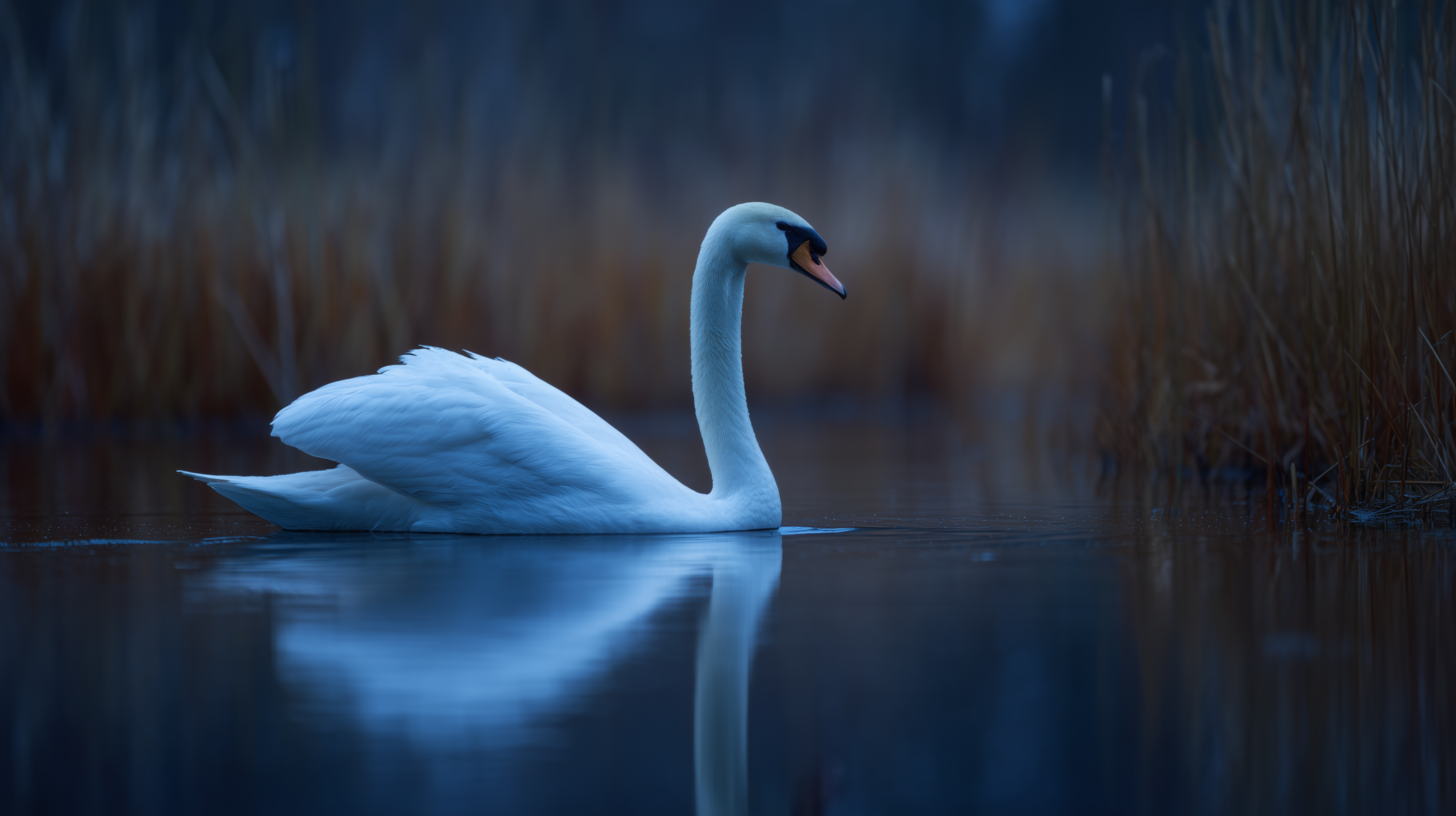 fond d'écran Cygne haute résolution téléchargement gratuit