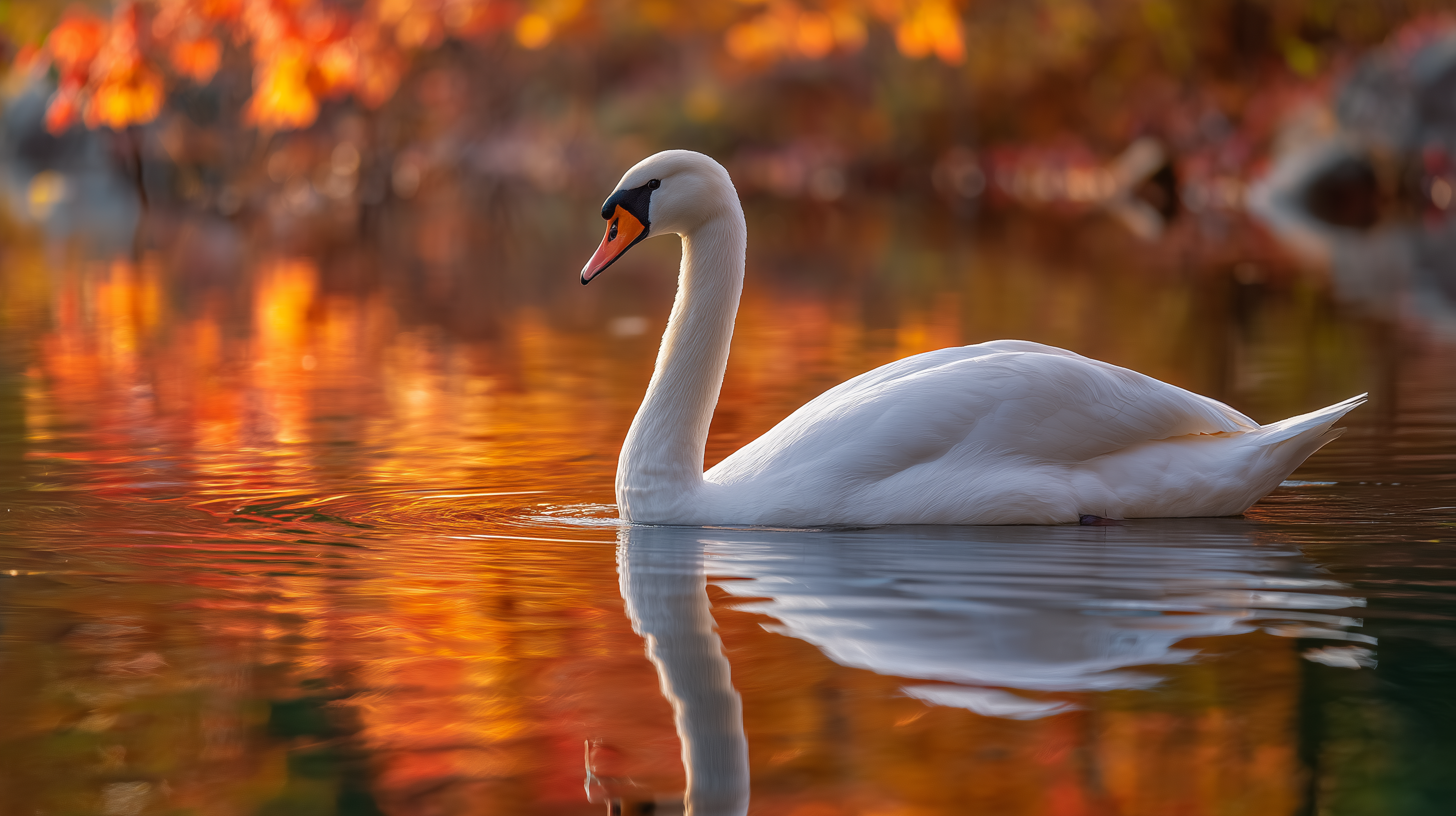 fond d'écran Cygne Razer téléchargement gratuit