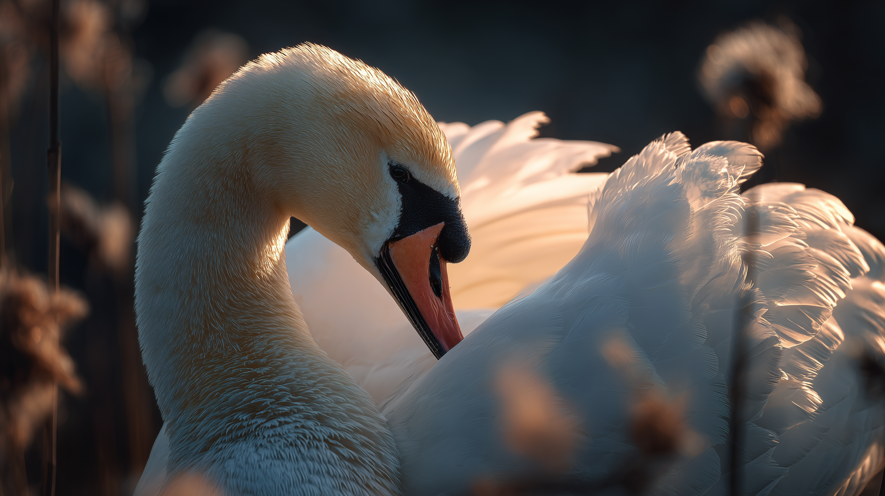 fond d'écran Cygne hd 1920x1080 téléchargement gratuit
