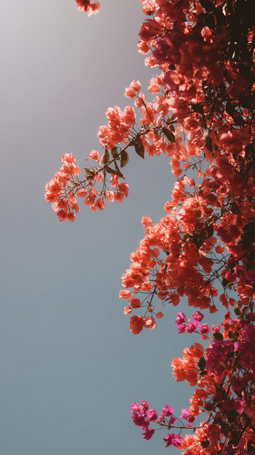 fond d'écran Bougainvillea gratuit pour téléphone portable télécharger haute qualité