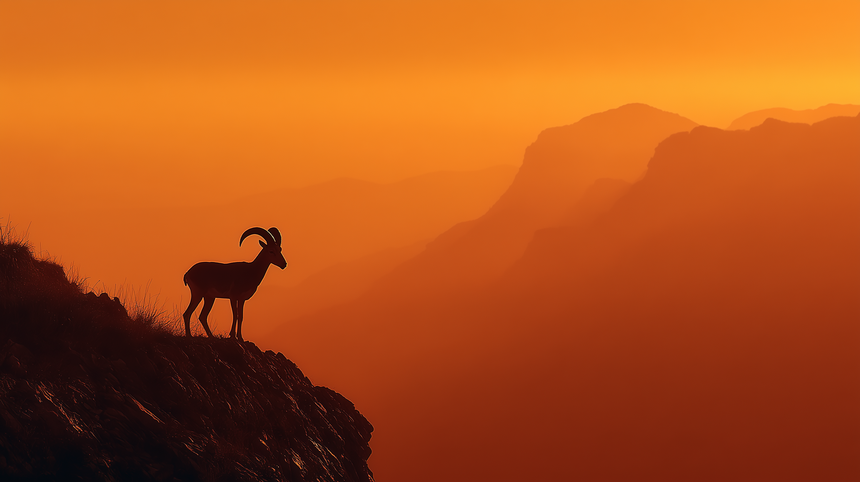 fond d'écran Mouton gratuit pc téléchargement gratuit