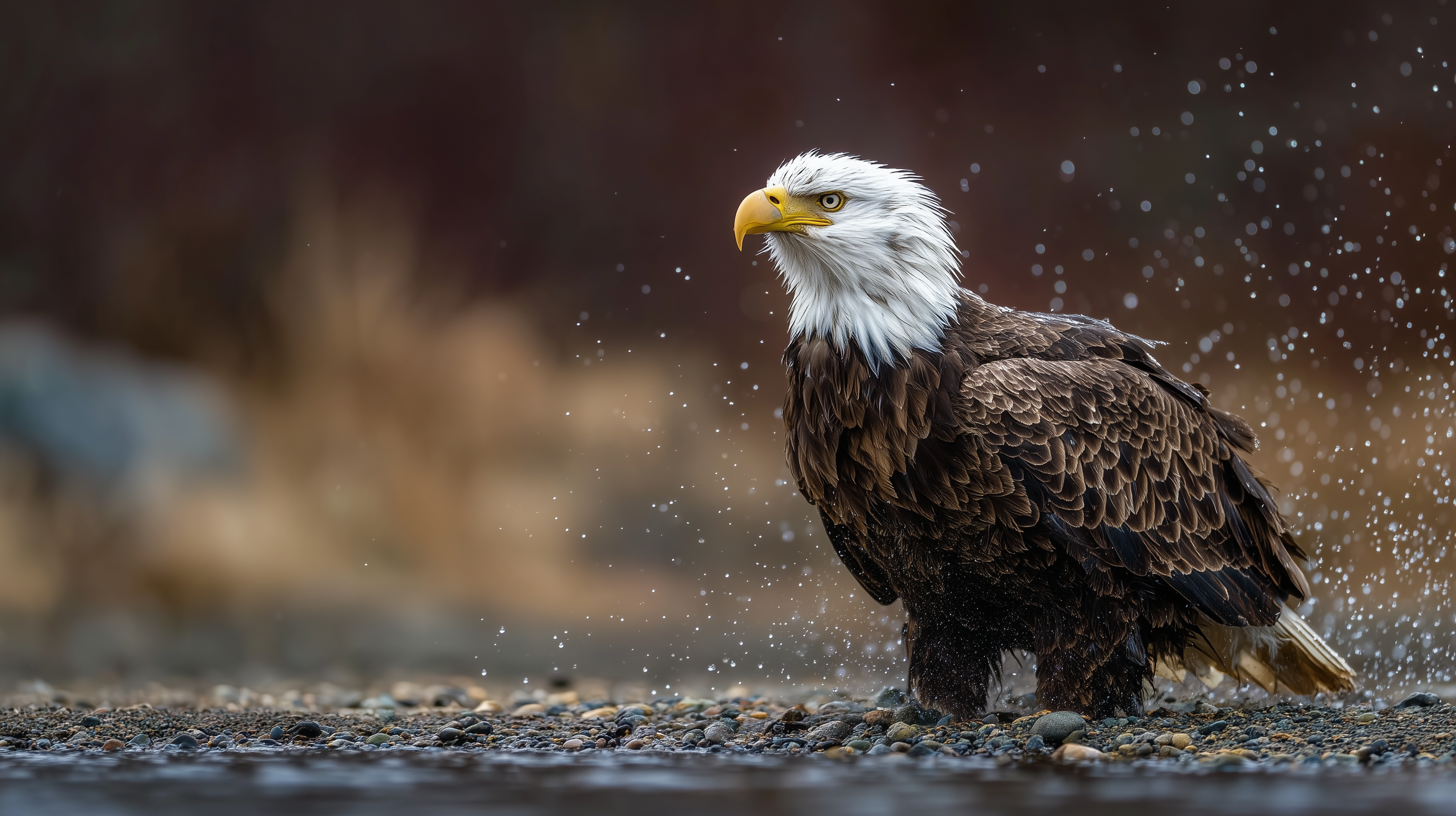 fond d'écran Pygargue à tête blanche 16:9 téléchargement gratuit