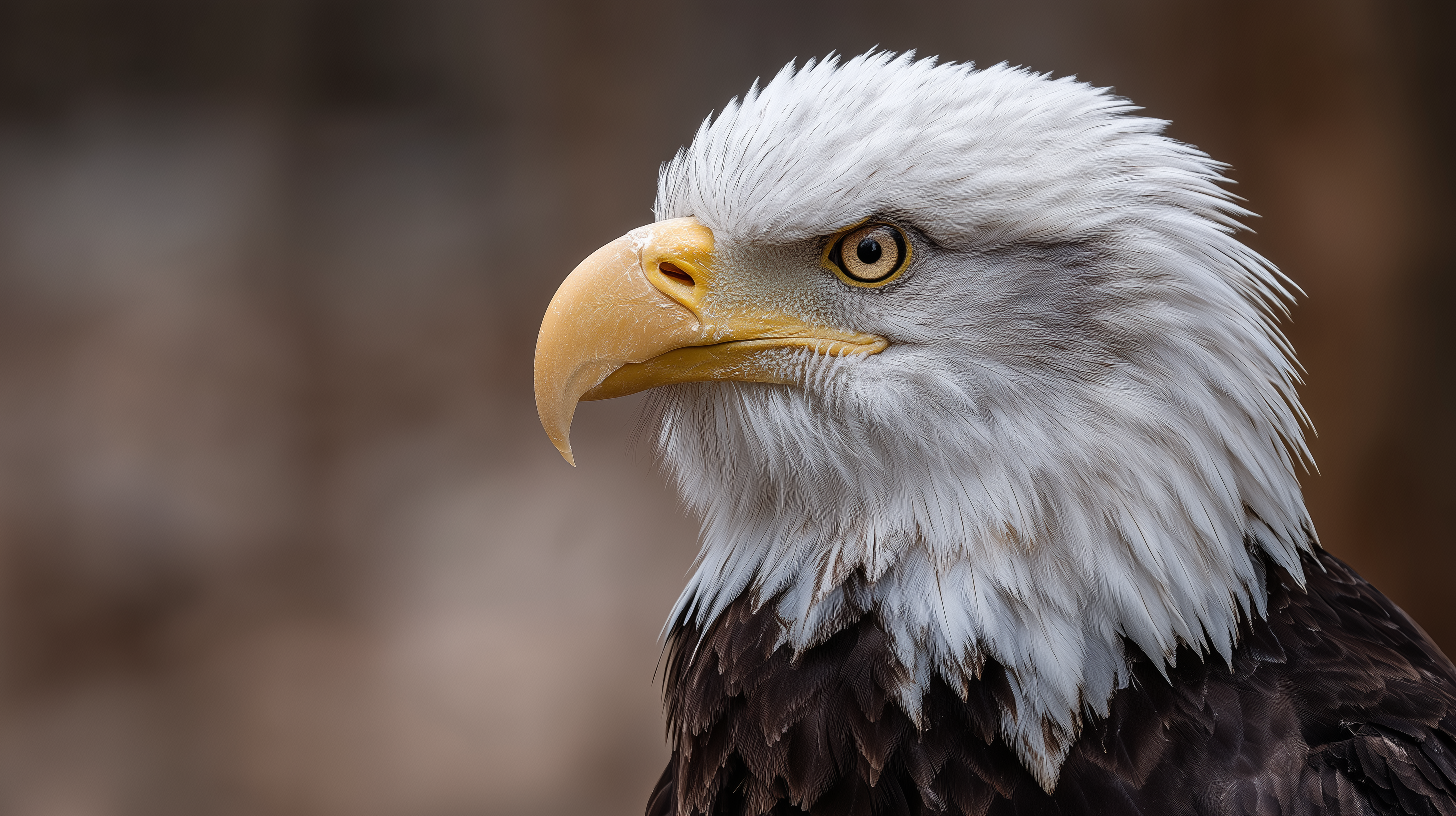 fond d'écran Pygargue à tête blanche pc ultra hd 3840x2160 téléchargement gratuit