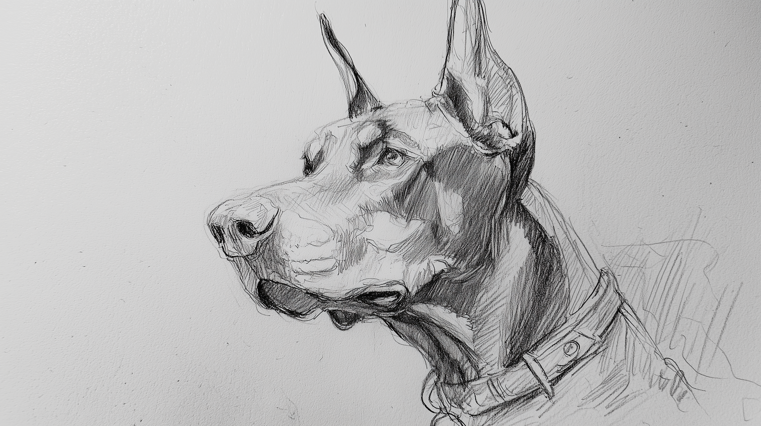 fond d'écran Doberman pc simple téléchargement gratuit