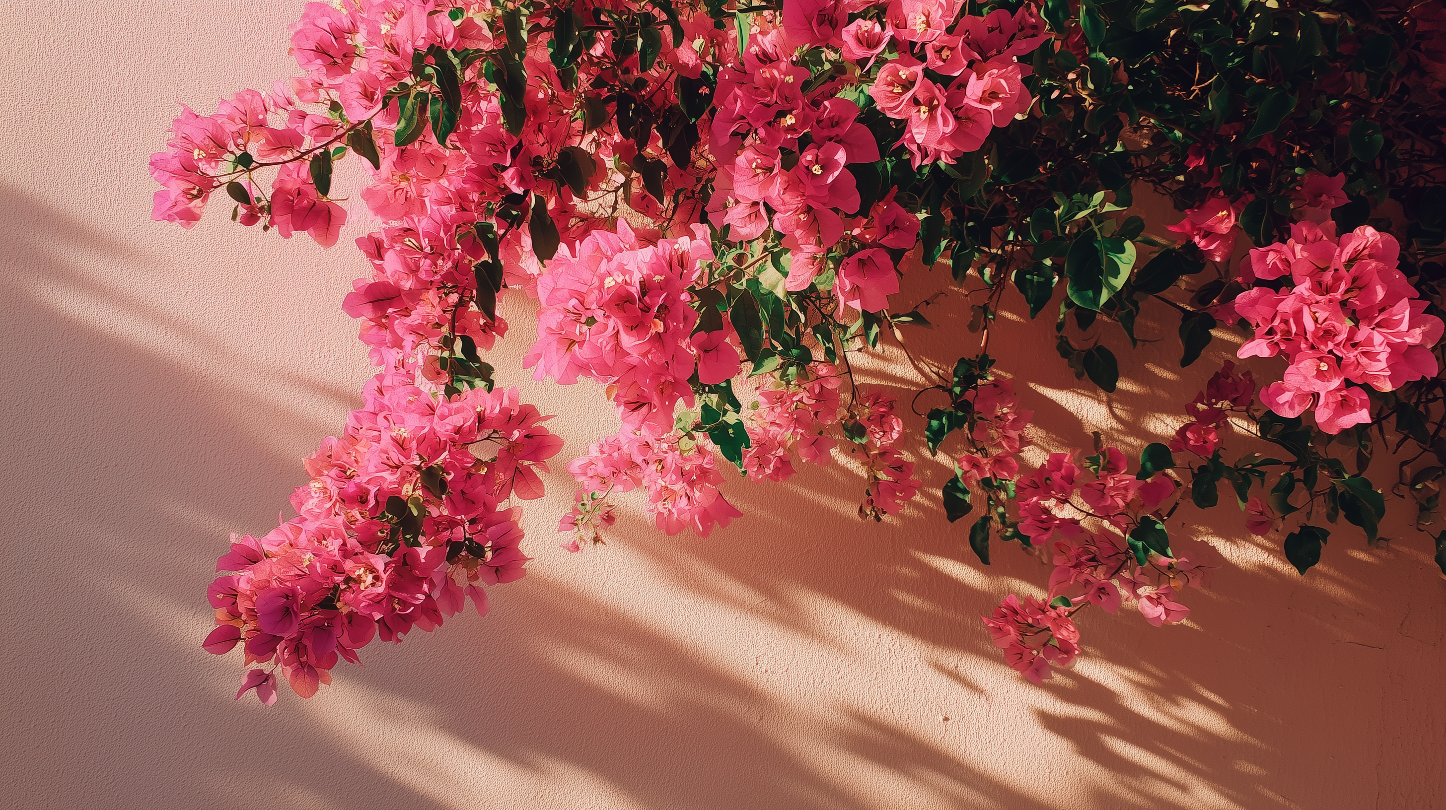 fond d'écran Bougainvillea 3840x1440 téléchargement gratuit