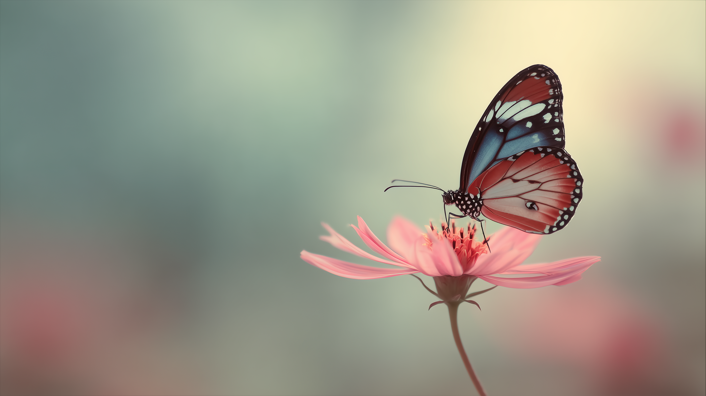 fond d'écran Chromebook 1920x768 téléchargement gratuit