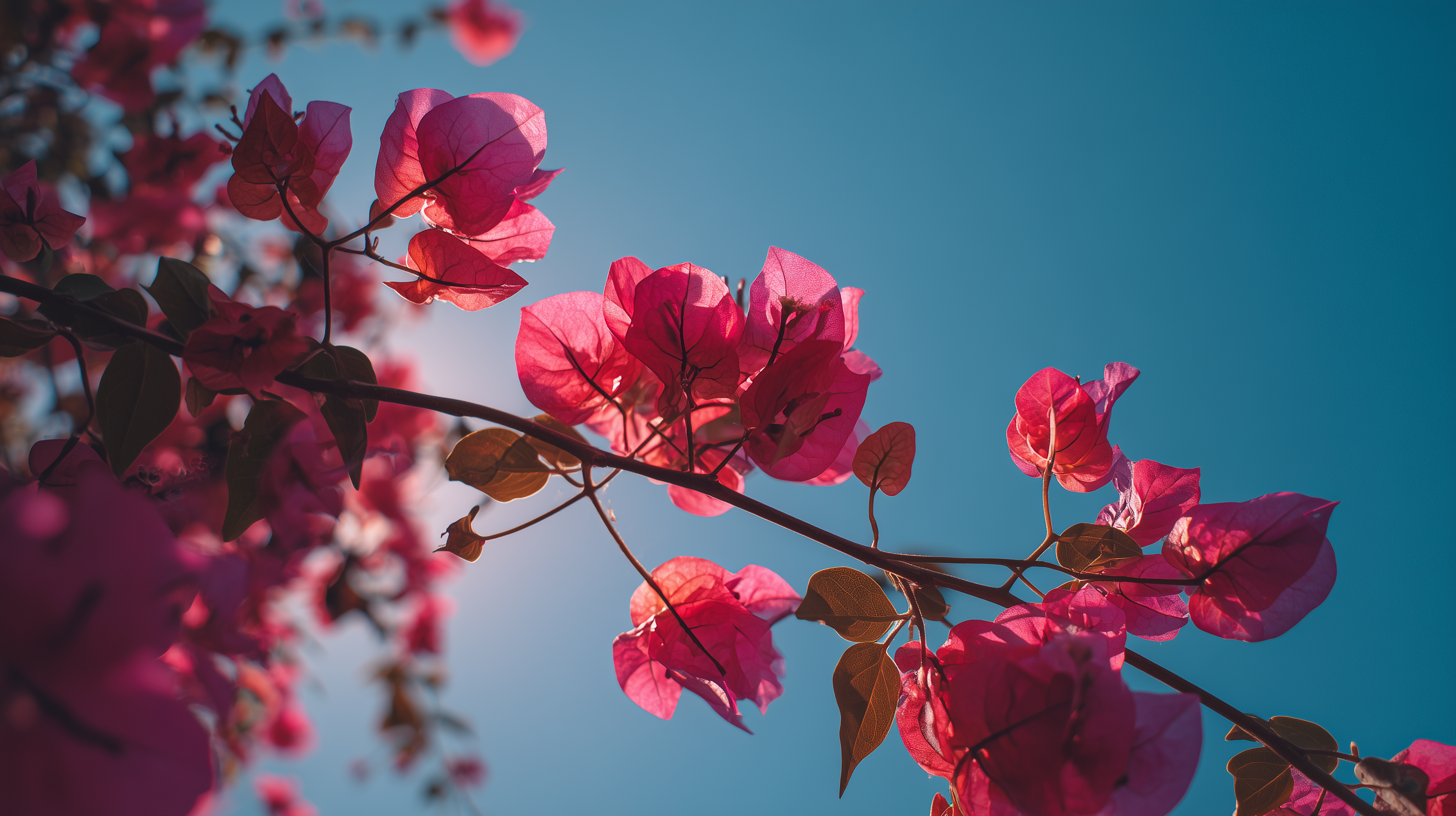 fond d'écran Bougainvillea pc 1440p téléchargement gratuit
