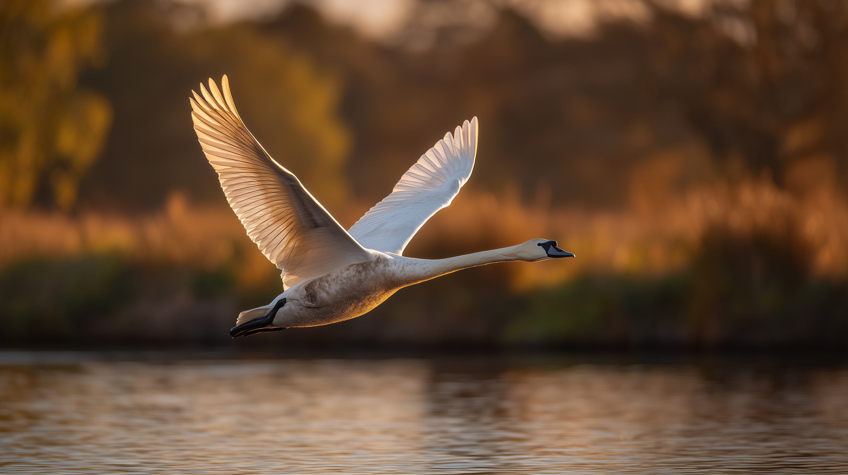 fond d'écran Cygne pc 4k ultra hd 1920x1080 téléchargement gratuit