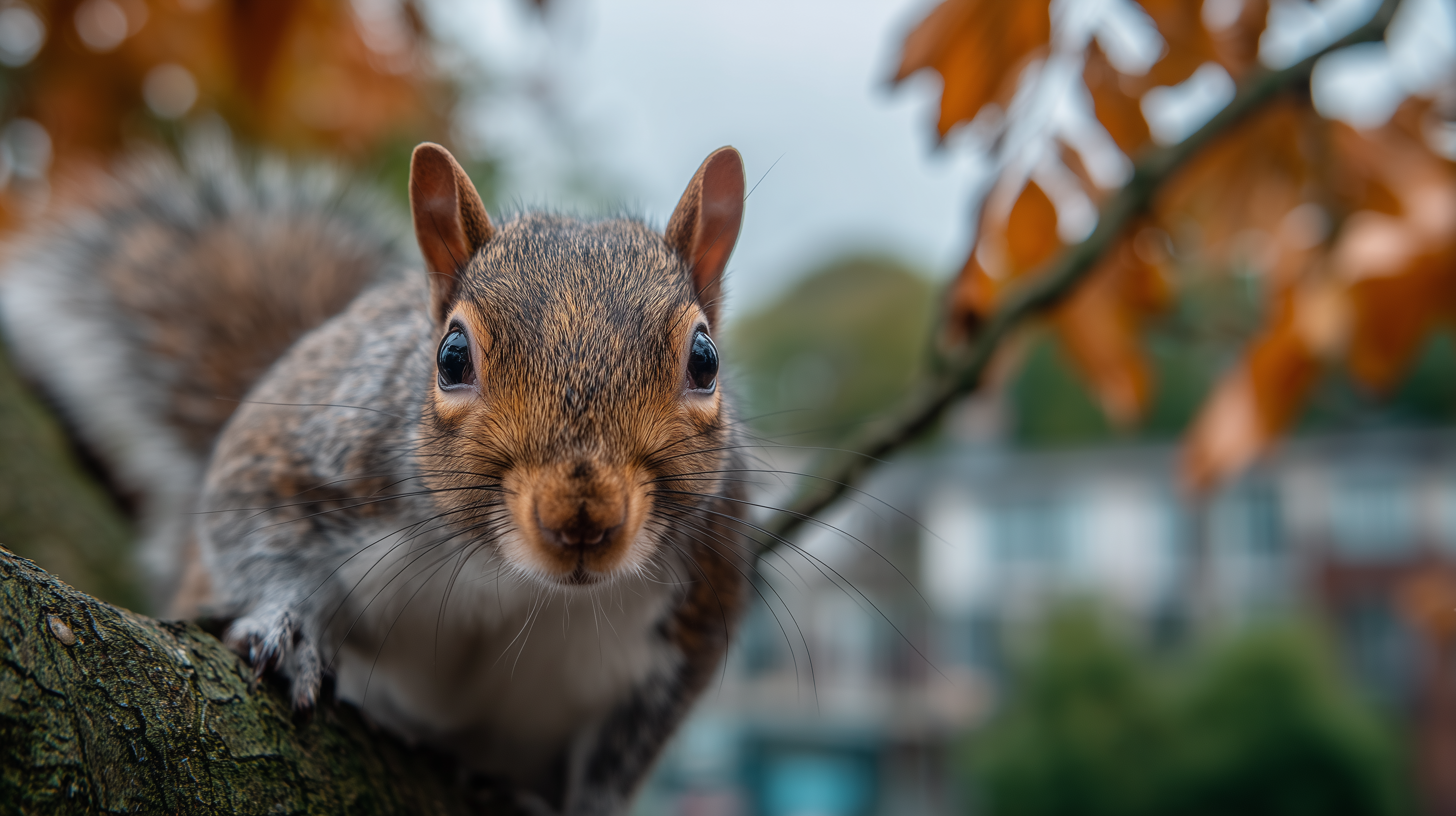 fond d'écran Écureuil dell téléchargement gratuit