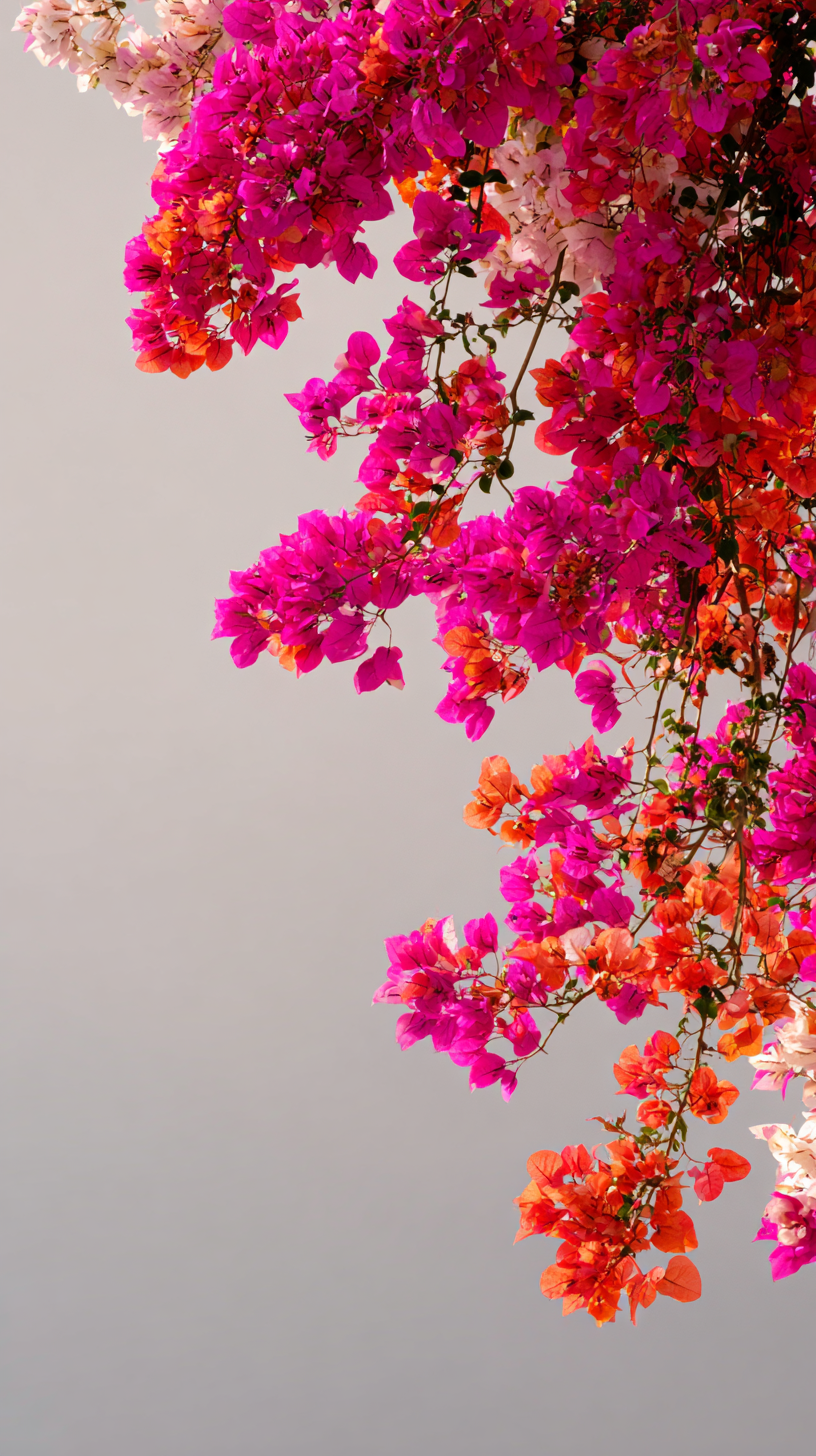 fond d'écran Bougainvillea iphone 15 4k gratuit