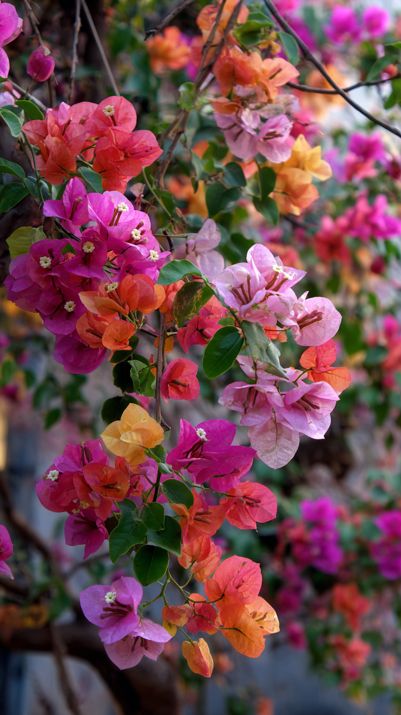 fond d'écran Bougainvillea iphone xr télécharger gratuit